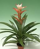 Guzmania Apache Bromeliad