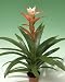 Guzmania Apache Bromeliad