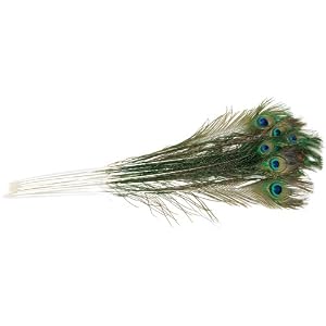 Peacock-Eye-Feathers-12PK-Natural