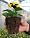 David's Garden Tool Seed Starter Organic DOT Pot Round 3 1/8 Inches by 3 1/8 Inches Tall 90 Pots per Order