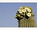 Photographic Prints of TD-1751 Giant Saguaro - With buds and flowers from Ardea Wildlife Pets