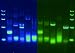 Couple's GeneticArt