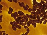 Tetrahymena Thermophila X60 Photographic Poster Print, 40x30