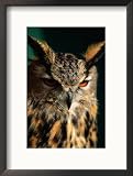 Eurasian Eagle-Owl (Strigidae Sp.), United States of America Art Styles Framed Photographic Poster Print by Chris Mellor, 17x21