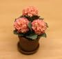 Miniature Pink Hydrangea Plant in a Clay Pot