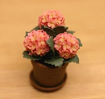 Miniature Pink Hydrangea Plant in a Clay Pot