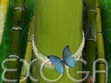 Riesenbambus Moso Phyllostachys pubescens Samen