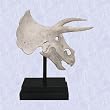 Triceratops sculpture Dinosaur Skull Fossil Statue New
