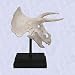 Triceratops sculpture Dinosaur Skull Fossil Statue New