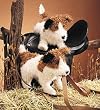 Jack Russell Terrier Folkmanis Puppet - Plush Dog, 15 Inches