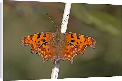 Canvas Prints of Butterfly from Country Life 