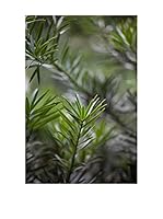 CM Creation Cuadro Decoplex 50X70 Plantas