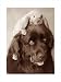 Henry & Bradley by Rachael Hale poster print,11.8 in. x 15.8 in.