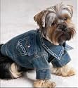 Tails of the West Denim Dog Jacket Large