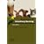 Dictionary of Veterinary Nursing