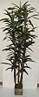 5' Draceana Tree on Real Wood