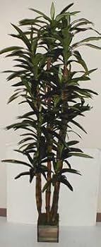 5' Draceana Tree on Real Wood