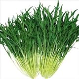 【メール便配送】　国華園　野菜たね　健康野菜　F1早生シャキ水菜　1袋(10ml入)
