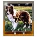 Dogs Border Collie - Border Collie Tan and White - Desk Clocks