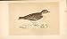 SHORT TOED LARK British Birds 1st Ed Morris 1851 Image