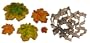 Maple Leaf Cookie Cutters, Set of 5
