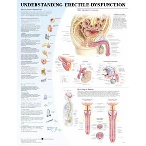 Understanding Erectile Dysfunction Anatomical Chart