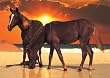 Sunset on the Beach Jigsaw Puzzle 1000pc