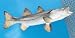 Land & Sea Snook Fiberglass Fish Wall Plaque