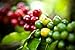 Guatemala SHB Huehuetenango Huixoc Coffee Beans Rainforest Alliance Certified (Medium Roast (Full City +), 2.5 Pounds Whole Beans)