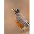 An American Robin (Turdus Migratorius) in Lincoln, Nebraska National Geographic Collection Photographic Poster Print by Joel Sartore, 36x48