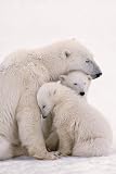 Polar Bear Family (Mom and Cubs) Art Poster Print - 24" X 36"