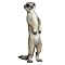 Schleich Meerkat