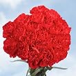 Red Carnations 200