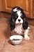 Meals from the Cavalier King Charles - 24H x 16W - Peel and Stick Wall Decal by Wallmonkeys