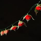 Rose Lights - Red