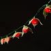 Natural Rose Lights - Red