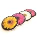 Kitchen & Housewares : Gerbera Daisy 4-piece Sandstone Drink Coaster Set