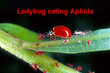 Live Ladybugs - Hirt's Gardens - Approximately 1500
