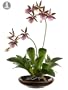 14" Artificial Potted Purple Zucopettalum Orchid Plant