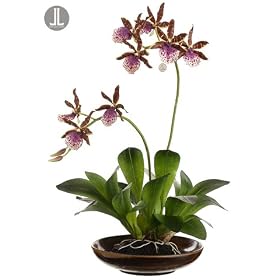 14" Artificial Potted Purple Zucopettalum Orchid Plant