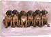 DOG - Rhodesian Ridgeback puppies - 20 Inch Canvas Print (51 cm) by Ardea