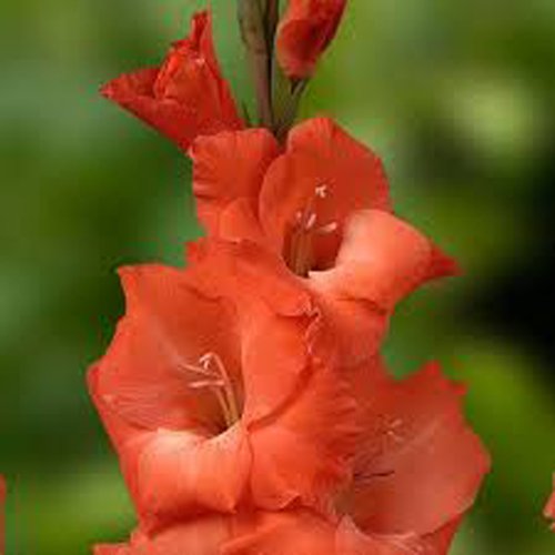 GLADIOLUS, BULB (20 PACK) ORANGE FLAME, ORANGE PERENNIAL GLADIOLUS BULBS, FLOWERS GLADIOLUS, BULB (20 PACK) ORANGE FLAME, ORANGE PERENNIAL GLADIOLUS BULBS, FLOWERS