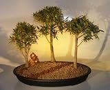Bonsai Boy's Willow Leaf Ficus Bonsai Tree Three Tree Forest Group nerifolia salicafolia Bonsai Boy's Willow Leaf Ficus Bonsai Tree Three Tree Forest Group nerifolia salicafolia