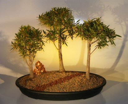 Bonsai Boy's Willow Leaf Ficus Bonsai Tree Three Tree Forest Group nerifolia salicafolia
