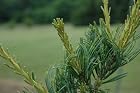 Pinus Parviflora Fukai - Japanese White Pine Tree - Pot Size 4