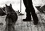 Joseph Beuys: Coyote