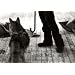 Joseph Beuys: Coyote