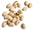 Jelly Belly Toasted Marshmallow Jelly Beans, 10-Pound Box