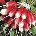Radish - French Breakfast - 250 Seeds + *Free Seeds*