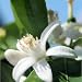 orange blossom flavor extract